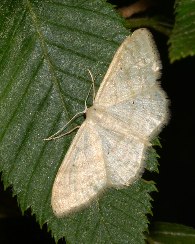 Geometridae in esame